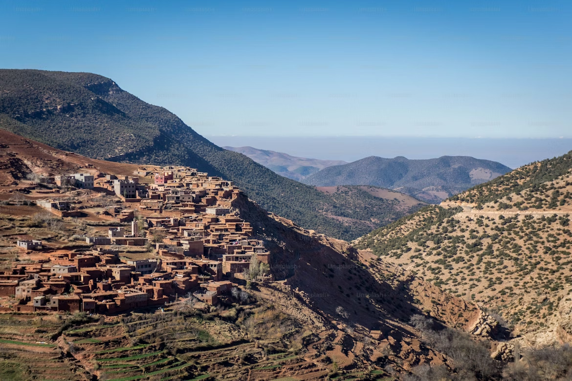 Campagne marocaine - Oliviers et blé