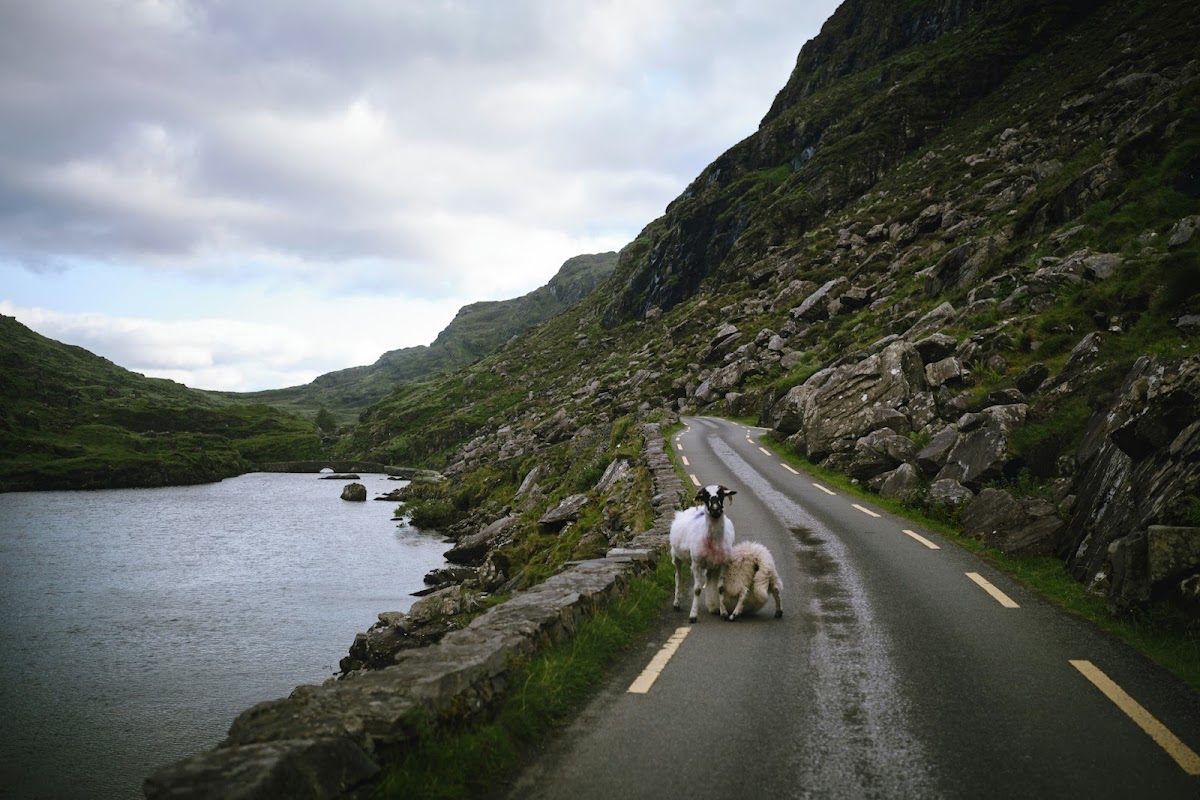 Ring of Kerry - Route côtière sauvage