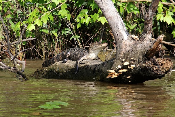 Alligator dans le bayou, Louisiane