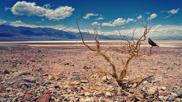 Vallée de la Mort, Badwater Basin, Californie