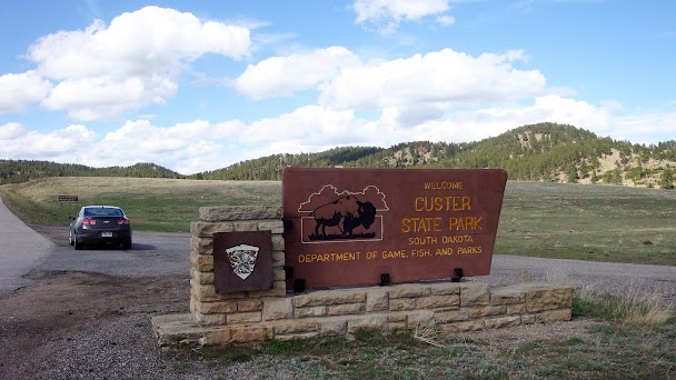Bisons dans le Custer State Park, Dakota du Sud