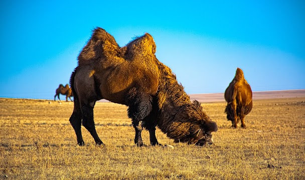 Chameaux de Bactriane dans les dunes de Bayan Gobi