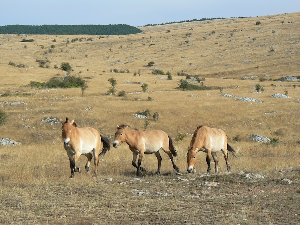 Chevaux de Przewalski dans la réserve de Khustai