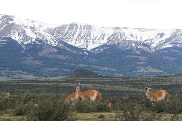 Guanacos dans la steppe patagonienne argentine