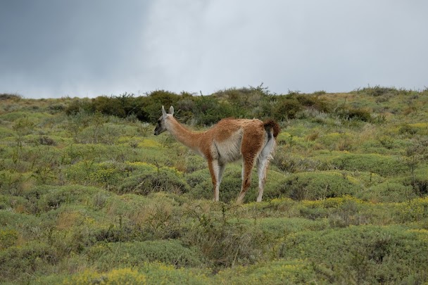 Guanaco dans le parc Torres del Paine