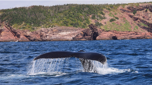 Baleine à Tadoussac